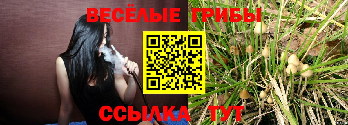 закладки  Вольск  Галлюциногенные грибы Magic Shrooms 